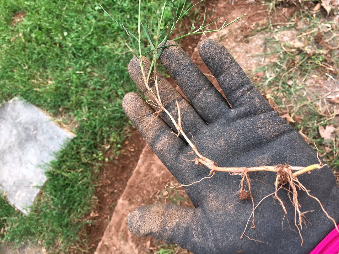 Ask OGS: Eradicating Bermuda Grass from Your Garden