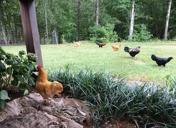 Chickens on Bio-Way Farm