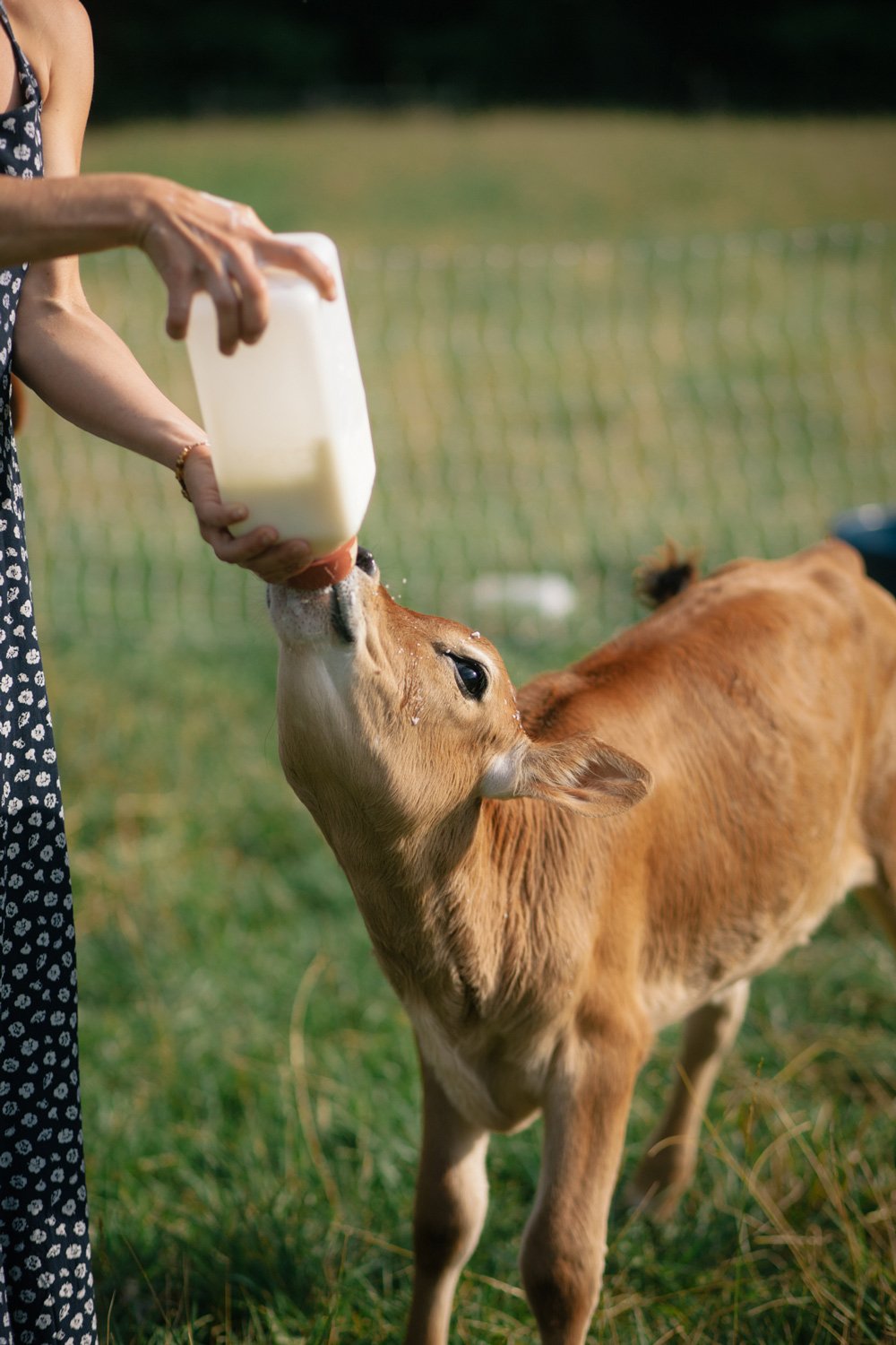 woman bottle-feeding a light brown calf
