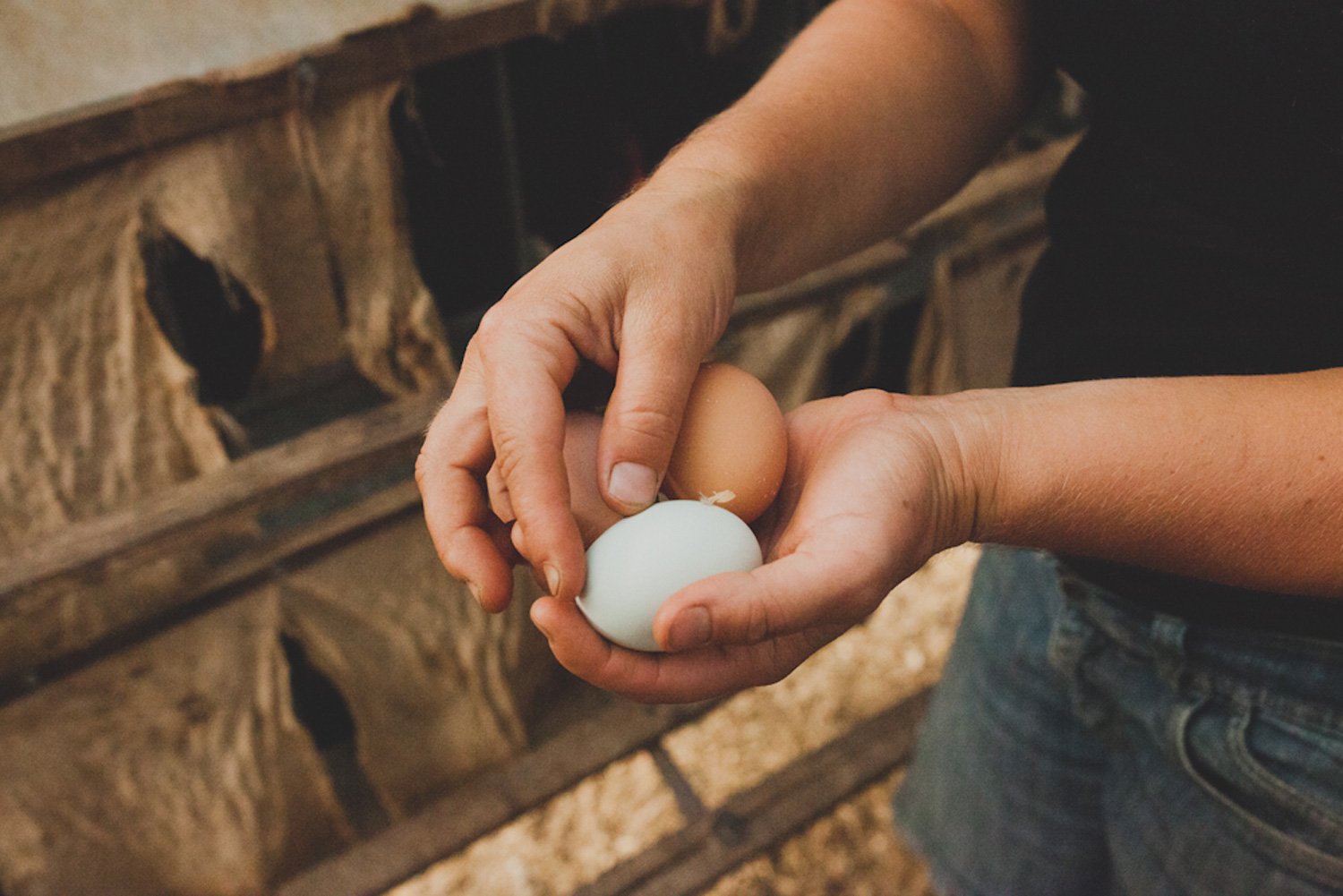 Handful of freshly collected eggs