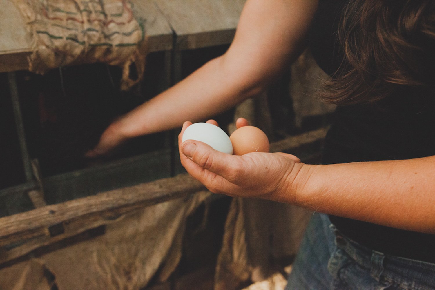 Farmer collecting eggs on Bluebird Farm