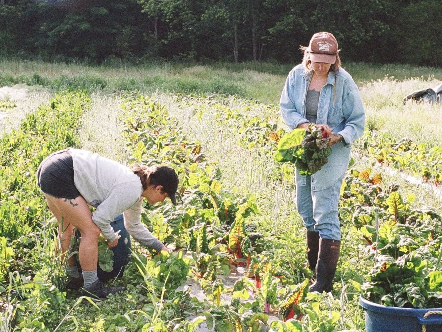 Women working on Fiddler's Green Farm