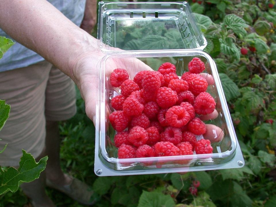 Raspberry from Fork Mountain Farm