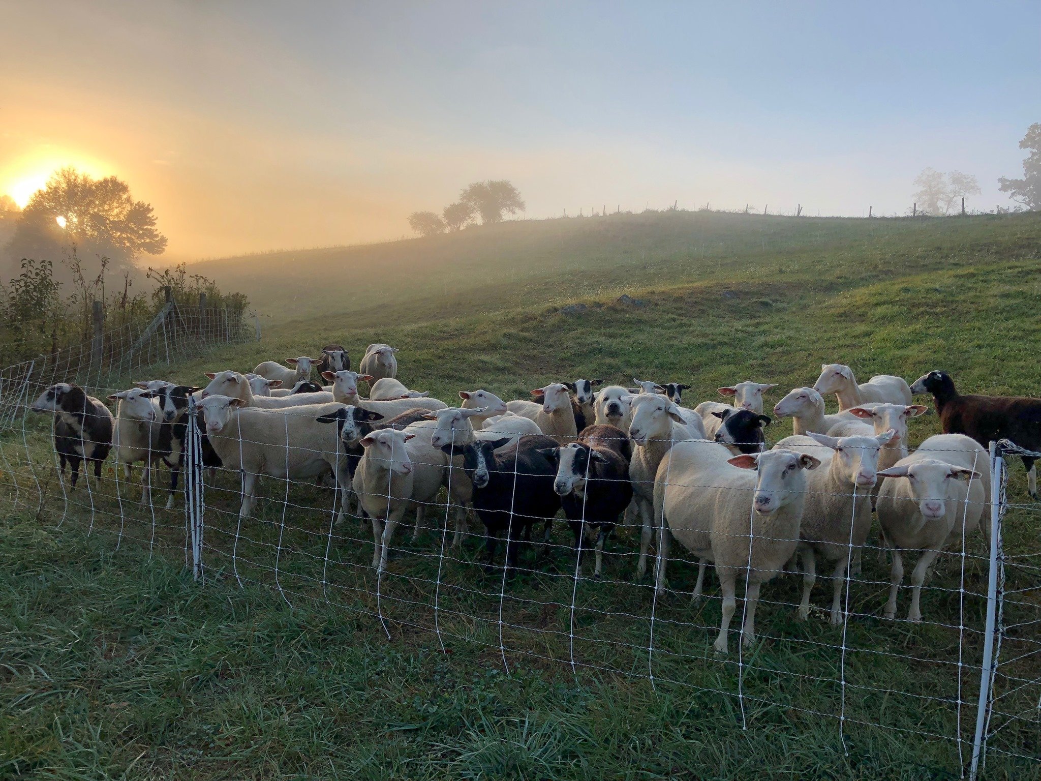 Herd of sheep on Grassroots Farm