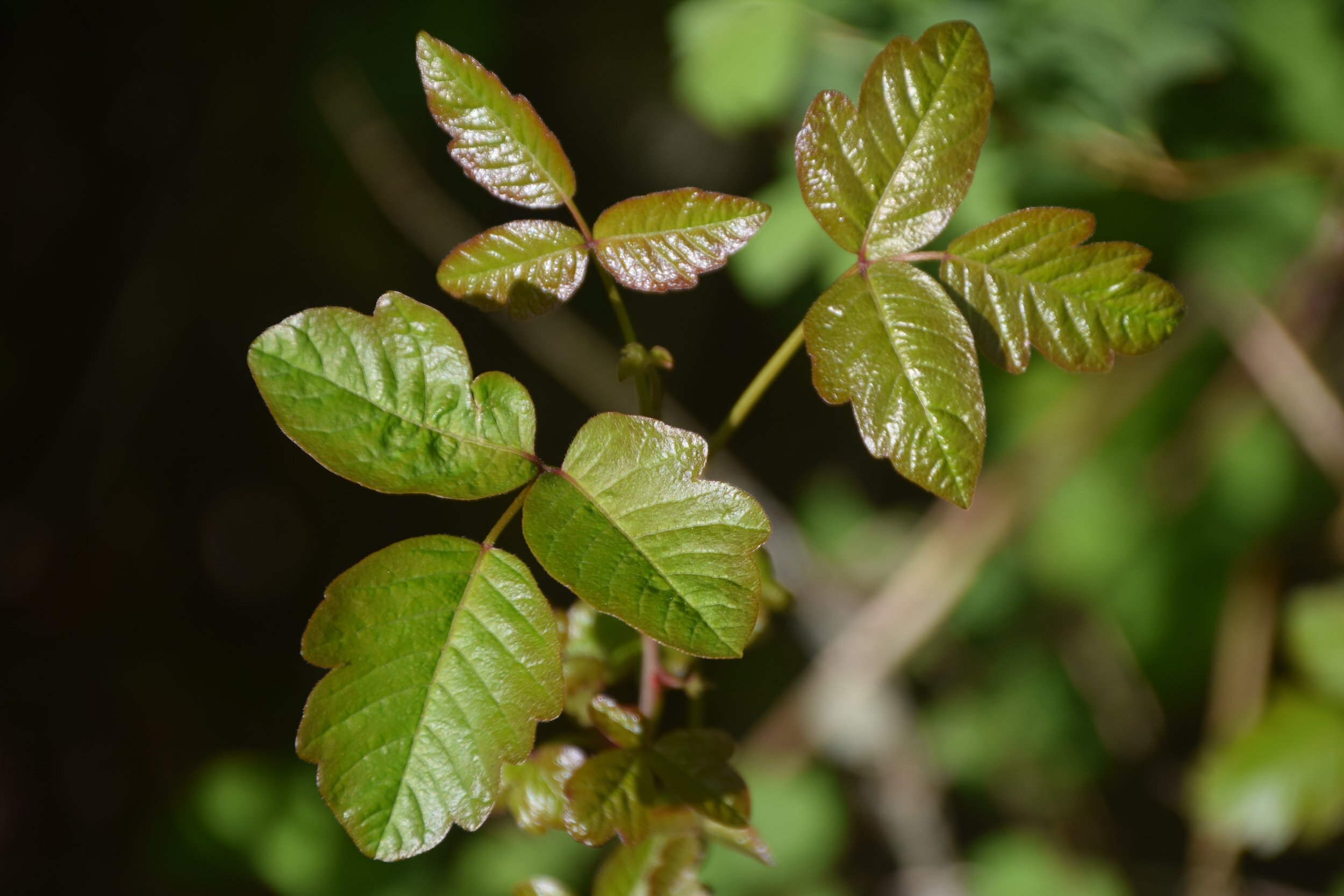 Ask OGS: Organic Herbicide for Poison Ivy