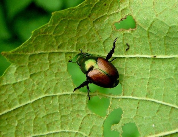 Bugs in Your Garden: How to Identify Pests