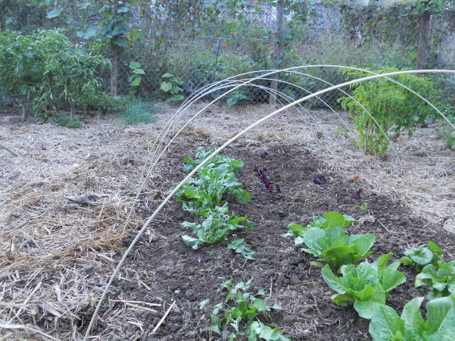 Fiberglass rods placed every 2 feet along garden row
