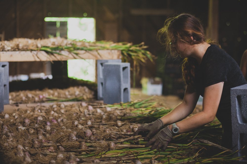 young woman sorting fresh garlic